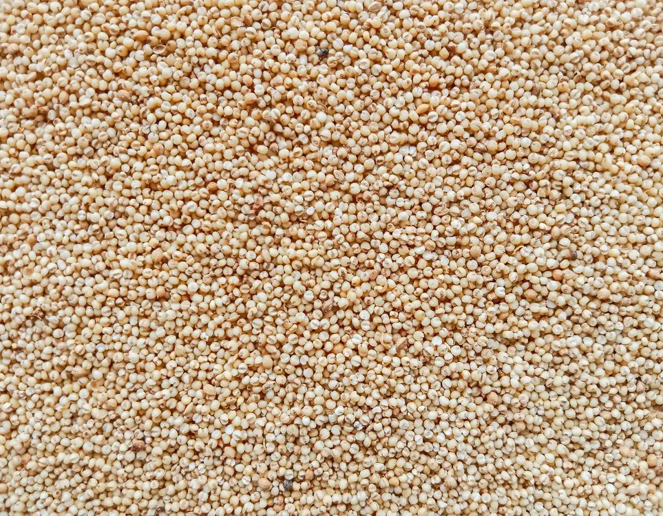 Foxtail Millet.webp
