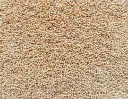 Foxtail Millet.webp