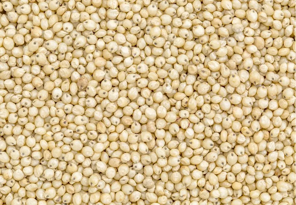 Sorghum Millet